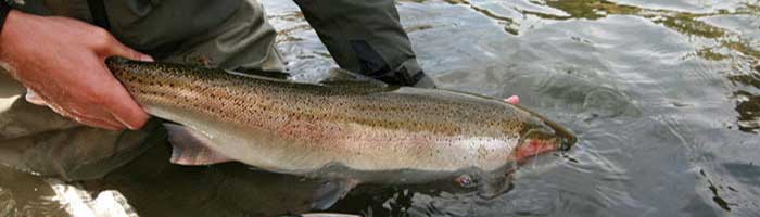 Marble Mountain Ranch Fly Fishing